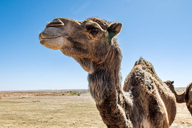 The head of a camel, a view from the position of a rider.