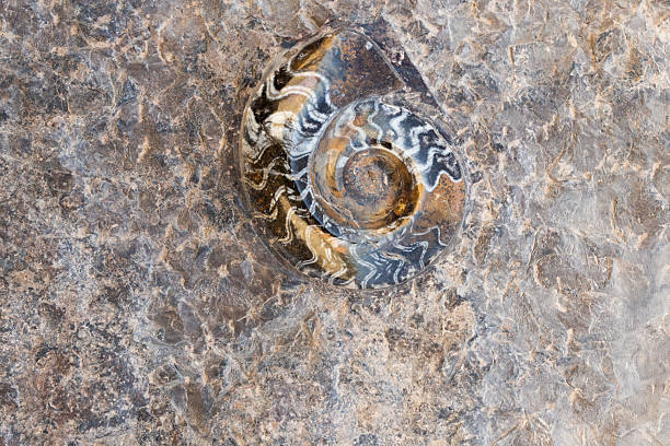 Snail isolated on gray background. Snail in a shell close-up