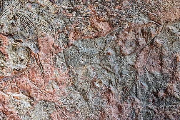 Rugged rock surface from Morocco featuring red and gray tones with fossil-like ridges and intricate patterns, offering rich natural texture and geological detail for nature or travel imagery.