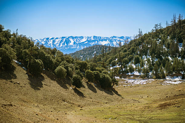 Snow-capped mountains rise behind a sunlit valley in Morocco. Evergreen pines dot the hillside, creating a tranquil, expansive landscape with blue sky and rugged terrain.