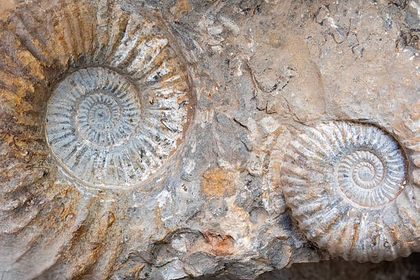 Ammonite fossils embedded in rugged Moroccan rock reveal ancient sea life. Natural textures, spiral shells, and geological patterns create a striking, geology-themed composition perfect for natural history and travel imagery.