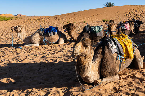istock Resting Camels With Saddles on Sahara Desert Sand 2257065945