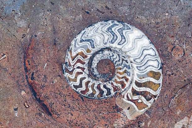 A close-up of a fossilized ammonite embedded in a rough, textured stone surface, displaying its distinct spiral pattern.