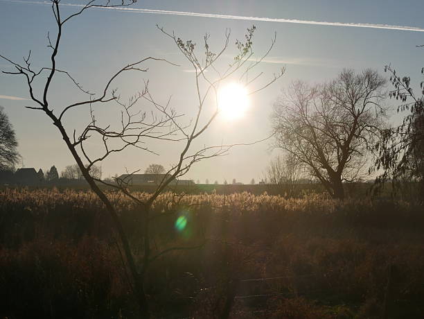 This landscape photograph shows the winter sun low over a reed bed. In the foreground, the silhouettes of bare branches are visible. In the background stands a bare tree. Further back, the outline of a farm is discernible. The sky is cloudless and blue.The photo was taken in the Laarer Bruch near Brüggen (Germany/North Rhine-Westphalia).
