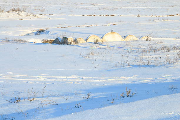 A snowy field with a few large round rocks in the middle. Outdoor. Snow. Flock