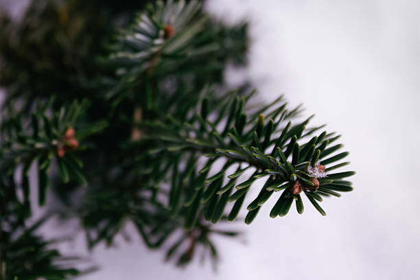 Nordmann spruce (Abies nordmanniana) with red staminate cone on branches. Fir in winter