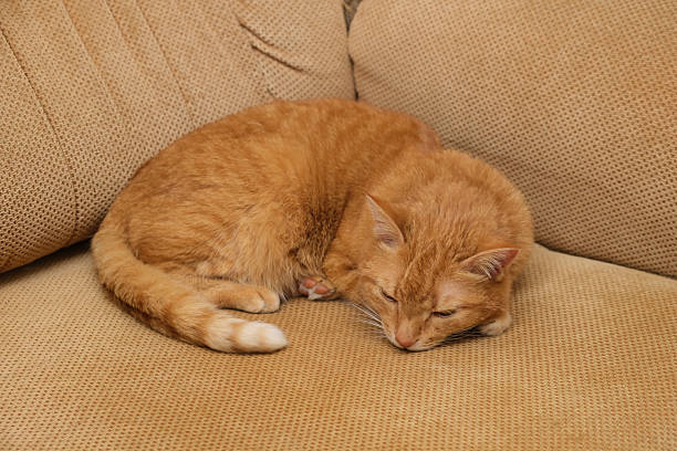 home cat lying on sofa, relaxing