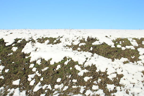 Sunny frosty meadow in the winter morning.