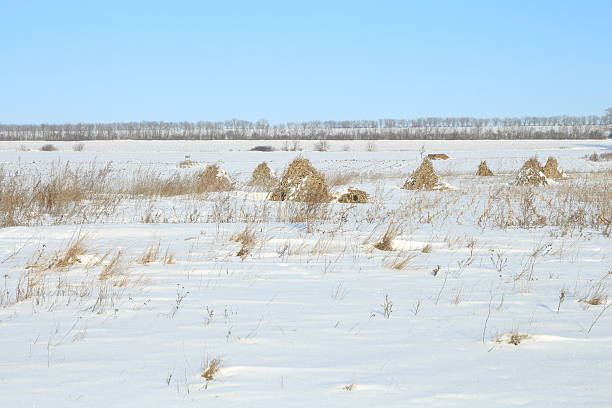A desert landscape with bushes. Outdoor. Snow. Sky. Field. Flock