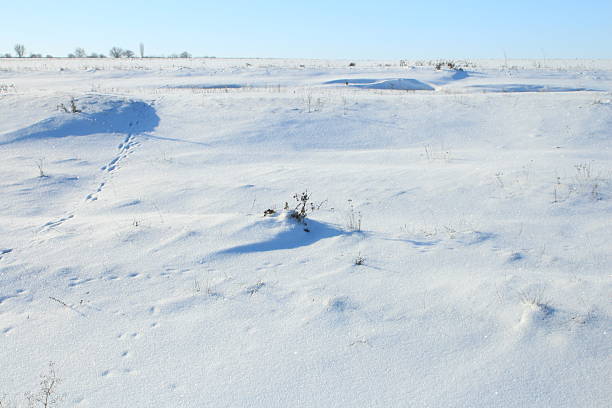 A small plant in a snowy field. Snow. Outdoor. Nature. Slope. Hill
