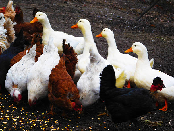 A mixed flock of white ducks and brown, black, and white chickens gather outdoors, pecking at scattered corn kernels on muddy ground, captured from a slightly elevated angle showing farm life and animal behavior.