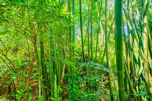 Bamboo,Bamboo Forest,China,Asia.