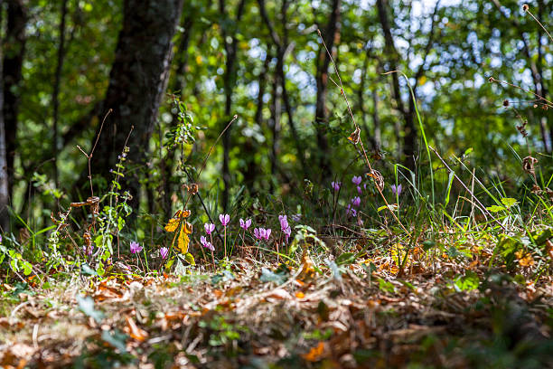 cyclamens, forest, autumn, hill, beech trees, nature, clean air, trees, leaves, branches, trunks