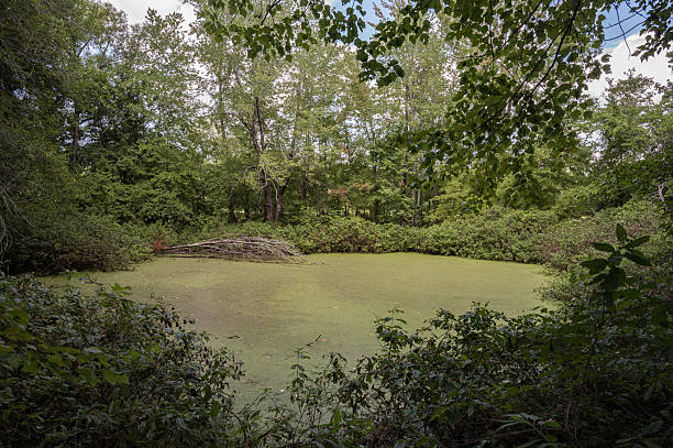 Stagnant water covered in duckweed and algae within a lush forest environment
