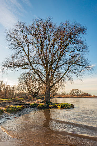 A majestic tree with its jagged, bare branches stands out as a silhouette against the clear sky. The photo was taken on a sunny winter afternoon on the banks of a Dutch river.