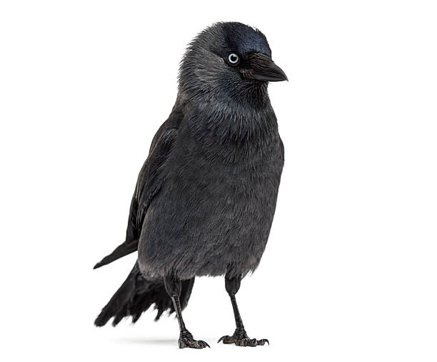 Jackdaw bird standing on white background looking away from viewer