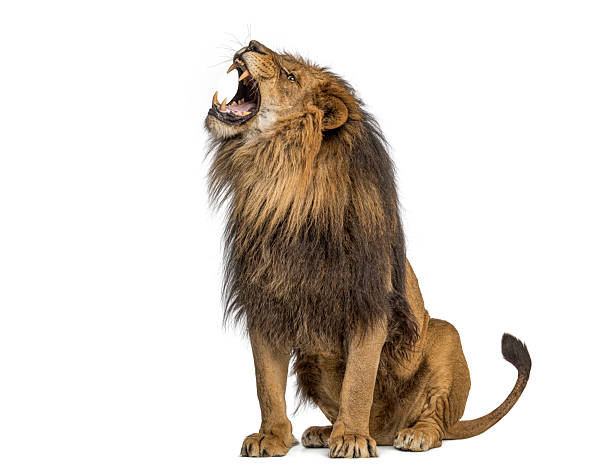 istock Male lion roaring 2257069829
