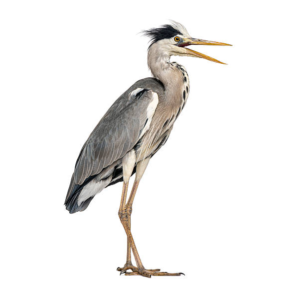 istock Gray heron squawking against white background 2257069955
