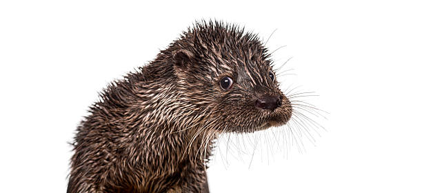 istock Young eurasian otter with wet fur on white background 2257070055
