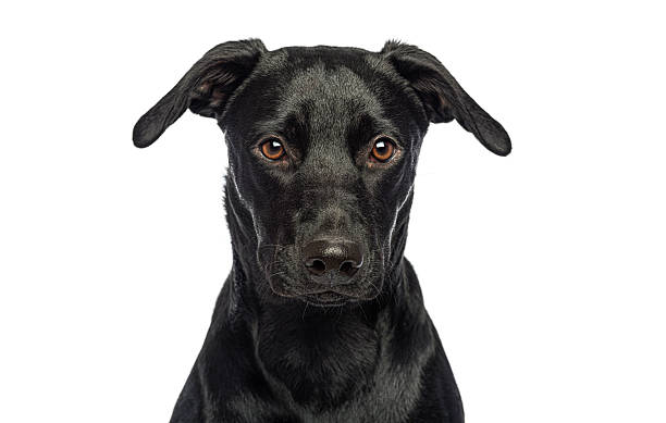 istock Black labrador mix dog looking at camera 2257070221