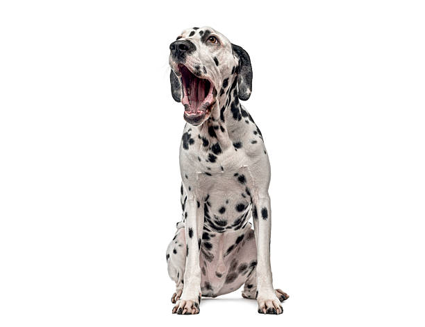 Dalmatian dog sitting and yawning with an open mouth, showing signs of being tired