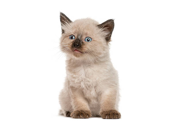 Siamese kitten with blue eyes and point coloring sitting and looking up