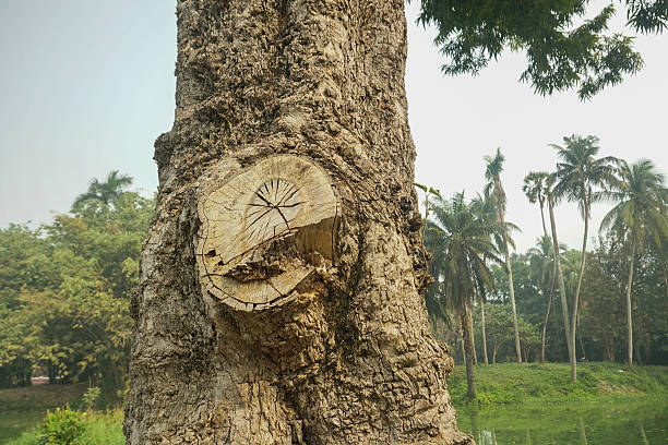 A Freshly Cut Tree Stump With Visible Saw Marks Standing On Bare Ground, Representing Deforestation, Tree Removal, And Environmental Impact.