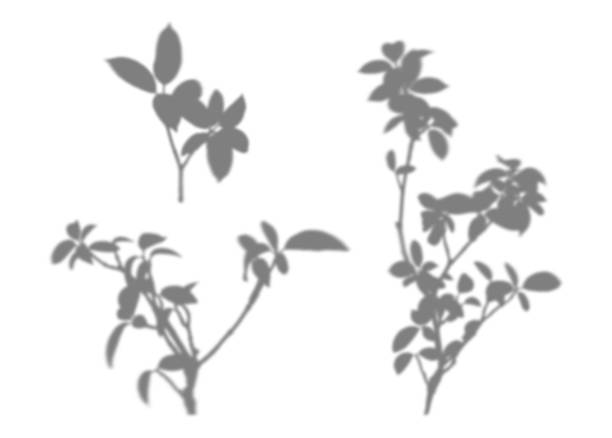 Minimal botanical elements for adding depth to photos, posters and creative design projects.