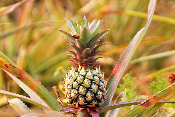 Farm orchard with ripe pineapple fruits. Production of fruits in South East Asia