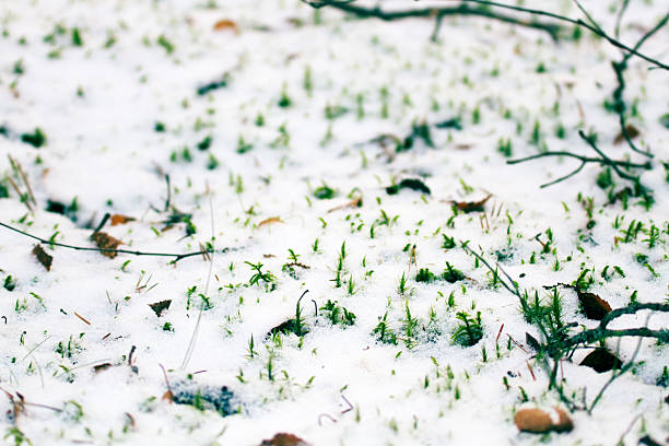 Pre-winter season. The first snow fell on the green and yellow autumn plants and mushrooms