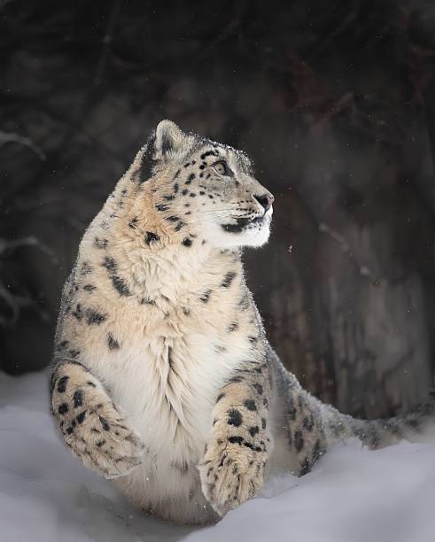 Side Close-up view of a Snow leopard