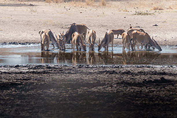 Zebra drink from a waterhole in Okuakuejo, Namibia