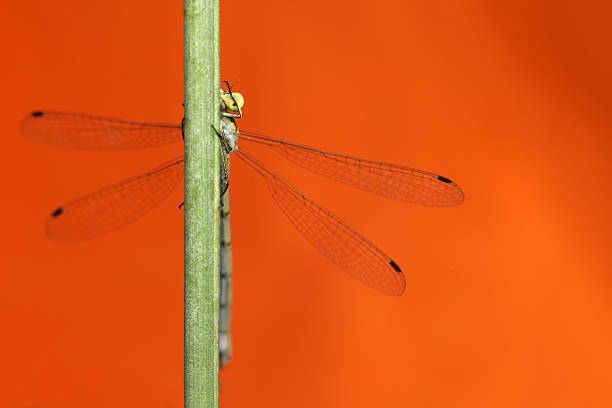 Brilliant Emerald Dragonfly perched on a leaf in Woodwalton Fen nature reserve.