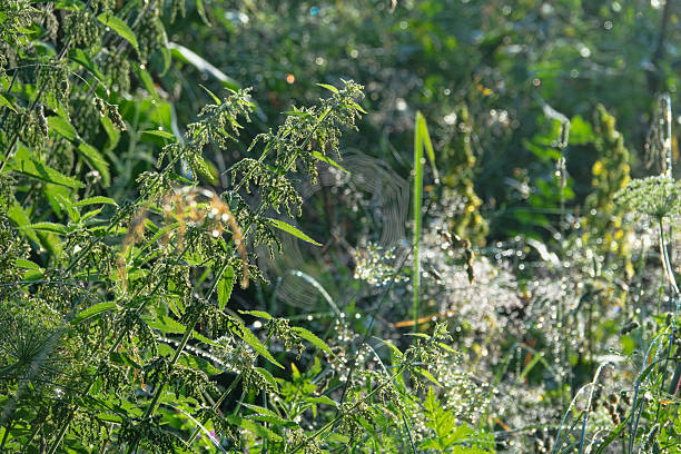 European mountain summer, Alpine pastures on border with forest belt. Morning in meadow. Grass is covered with dew, fog is floating. In foreground is thicket of Stinging nettle (Urtica urens)