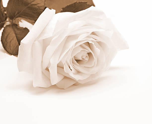 Close-up of a white moss rose (Rosa × centifolia Muscosa'. Concept: romance, valentine's day, gift, anniversary, celebration, congratulation,