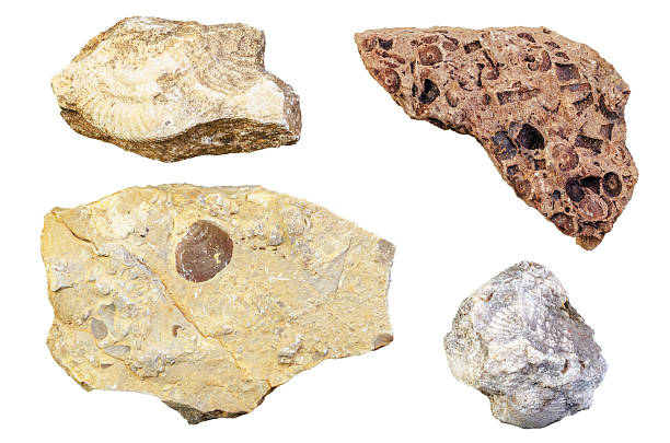 This is a collection of from rock hounding on the beach along Lake Ontario, each with a unique shape and texture. You can see smooth gastropods and nautiloids, ridged and segmented pieces of trilobites, and the smaller, ridged shells of brachiopods and crinoids