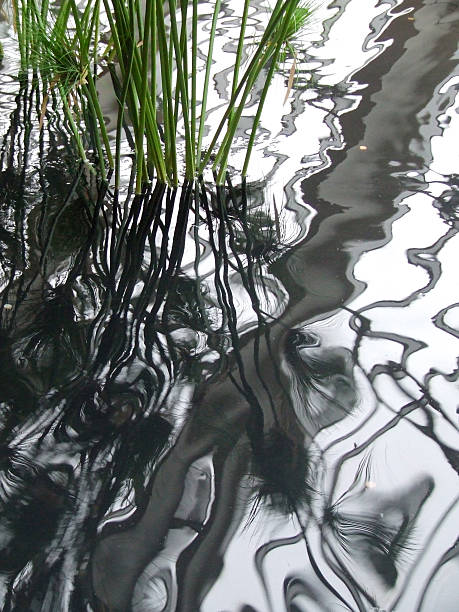 Growing inside the Egyptian Hall: reeds! Like the Bible says. Manhattan, 2009
