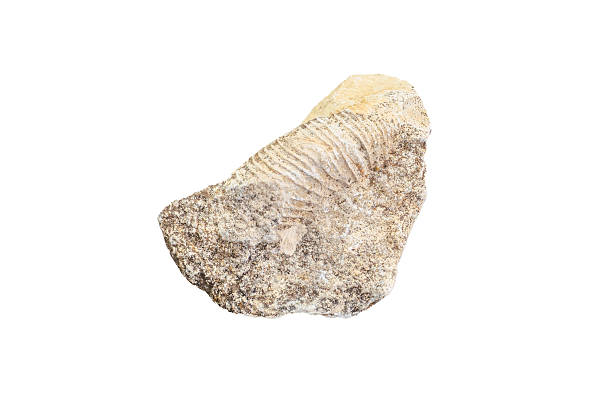 This is a collection of from rock hounding on the beach along Lake Ontario, each with a unique shape and texture. You can see smooth gastropods and nautiloids, ridged and segmented pieces of trilobites, and the smaller, ridged shells of brachiopods and crinoids