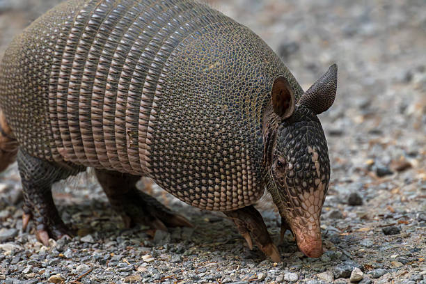 Armadillo walking and searching for food on rocky ground in natural environment