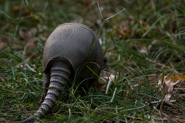 Armadillo Pattern Design on Venezuelan Bolivar Currency