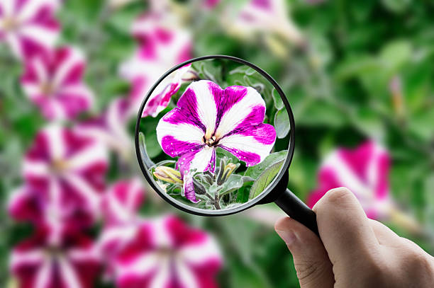 A magnifying glass focusing on a pink flower in bloom, symbolizing nature detail, botanical study, spring season, and natural beauty.