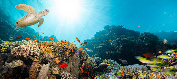 Underwater Tropical Corals Reef with colorful sea fish. Marine life sea world. Tropical colourful underwater seascape.