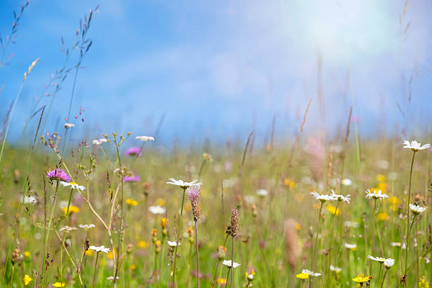 Field of colorful wild flowers drenched in rays of warm sunlight against blue sky, shallow depth of field
