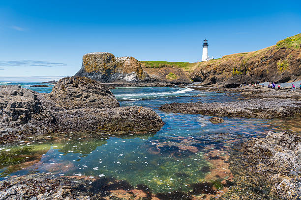 Rocky tide pools reflect the clear blue sky along the rugged shoreline at Yaquina Head Outstanding Natural Area on the Oregon coast. The historic lighthouse rises above the cliffs while waves and exposed volcanic rock formations showcase the natural beauty and marine landscape of the Pacific Northwest.
