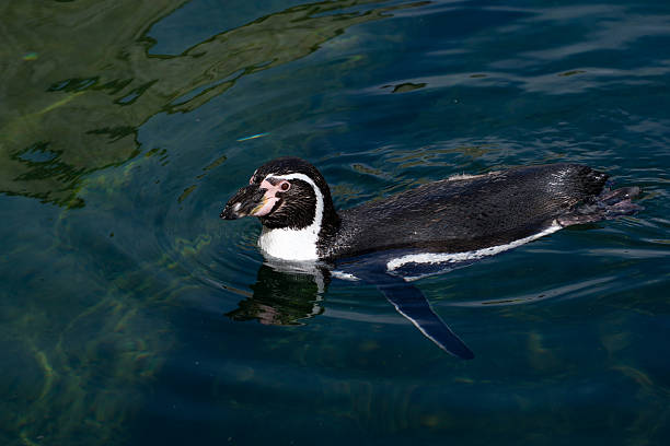 Profile portrait of a Humboldt penguin.
