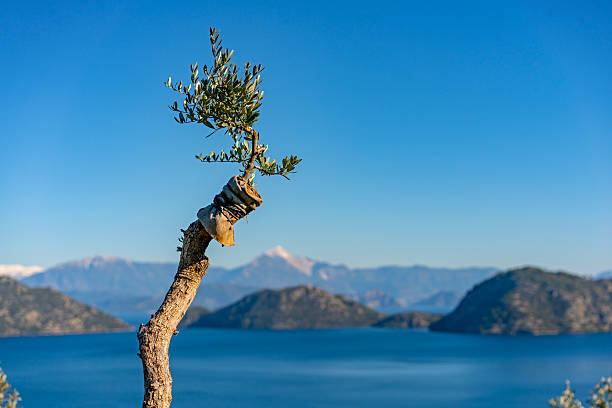 Young Olive Tree Graft on Ancient Trunk with Mediterranean Sea Background, Dalaman, Mugla Turkiye