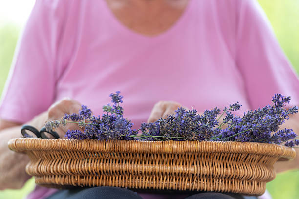 Close-up of Senior Woman's Hands Arranging Fresh Lavender Flowers into Bouquets