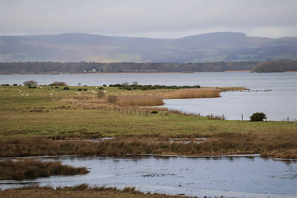 Open countryside scene with grassy fields, scattered sheep, a calm water body, and distant hills under a muted, cloudy sky, conveying peaceful rural life and expansive landscapes.scotland Winter