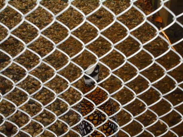 A male Reeves's pheasant stands on gravel, viewed through a chain link fence inside an enclosure. Its orange, black, and white patterned plumage contrasts with the metal mesh in soft daylight.
