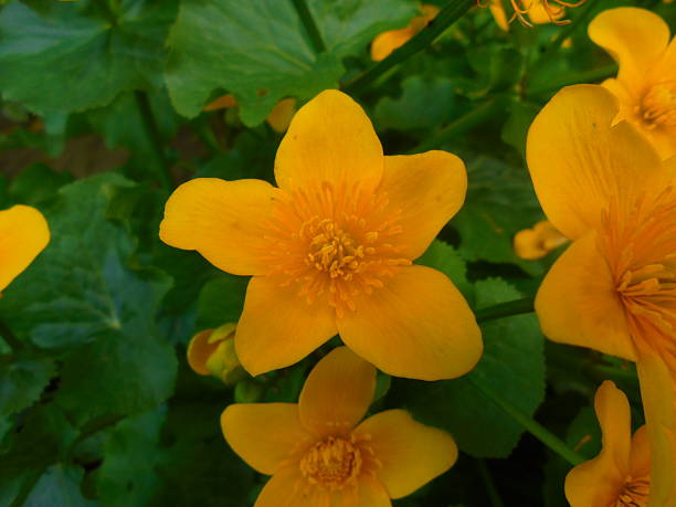 Close-up of a bright yellow marsh marigold bloom with dense stamens, framed by glossy round green leaves. Soft natural light and shallow depth of field in a temperate wetland during spring.